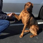 Adoptable Georgia Dogs for January 20, 2015