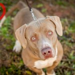 Adoptable Georgia Dogs for January 5, 2015