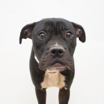 Adoptable Georgia Dogs for January 23, 2015