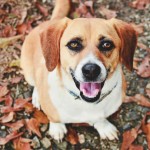 New Years Resolution – Adoptable Dogs for January 6, 2014
