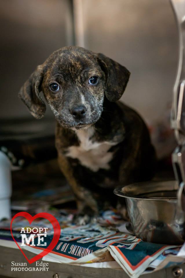 Brownie
