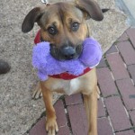 Adoptable Georgia Dogs for January 26, 2015