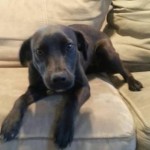 Hipster Glasses – Adoptable Dogs for January 12, 2015