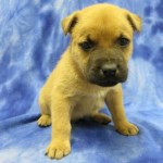 Adoptable Dogs for January 15, 2015