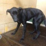 Adoptable Georgia Dogs for January 13, 2014