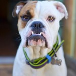 Adoptable Georgia Dogs for January 27, 2015