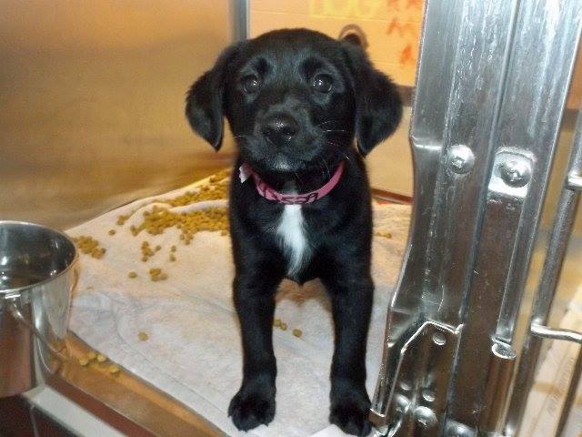 Gwinnett Lab Puppy