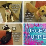 Adoptable Georgia Dogs for January 19, 2015
