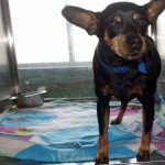 Adoptable Georgia Dogs for January 28, 2015