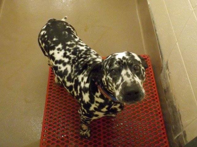 GwinnettDalmatian