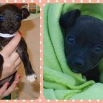 Adoptable Georgia Dogs for January 9, 2015