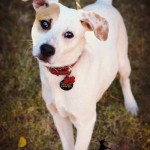 Adoptable Georgia Dogs for January 8, 2015