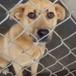 Adoptable Georgia Dogs for January 22, 2015