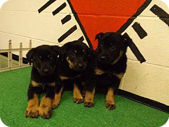 Shep Pups