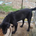 Adoptable Georgia Dogs for January 14, 2015