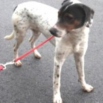 Adoptable Georgia Dogs for January 7, 2015