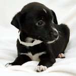 Adoptable Georgia Dogs for February 17, 2015