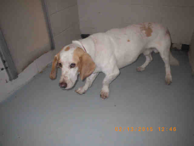 Augusta Basset