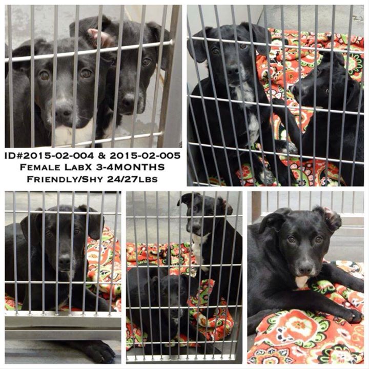 Barrow Female Labs