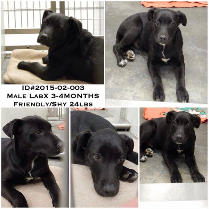 Barrow Male Lab