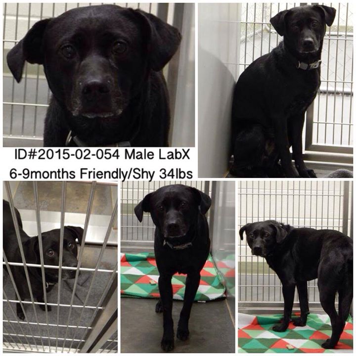 Black Lab Barrow