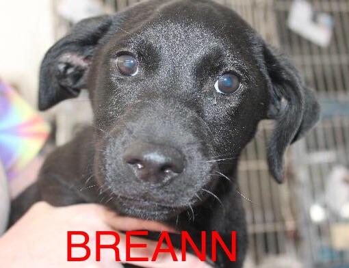 Breann