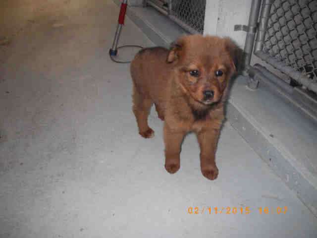 Brown Puppy