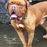 Adoptable Georgia Dogs for February 4, 2014