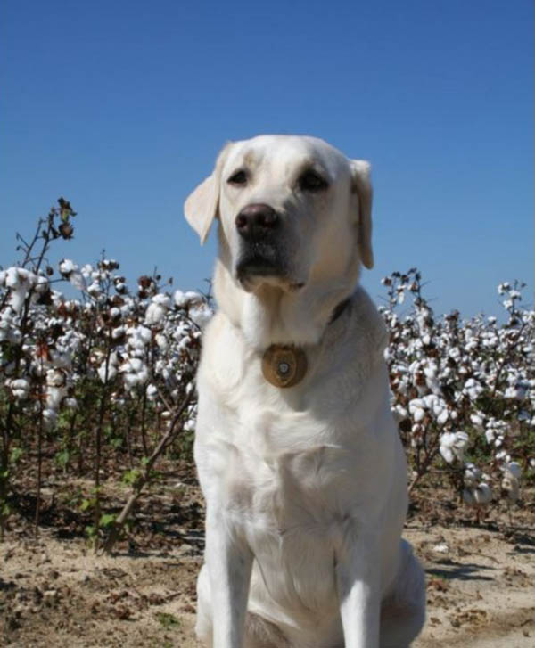 Cotton