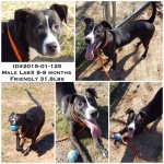 Adoptable Georgia Dogs for February 18, 2015