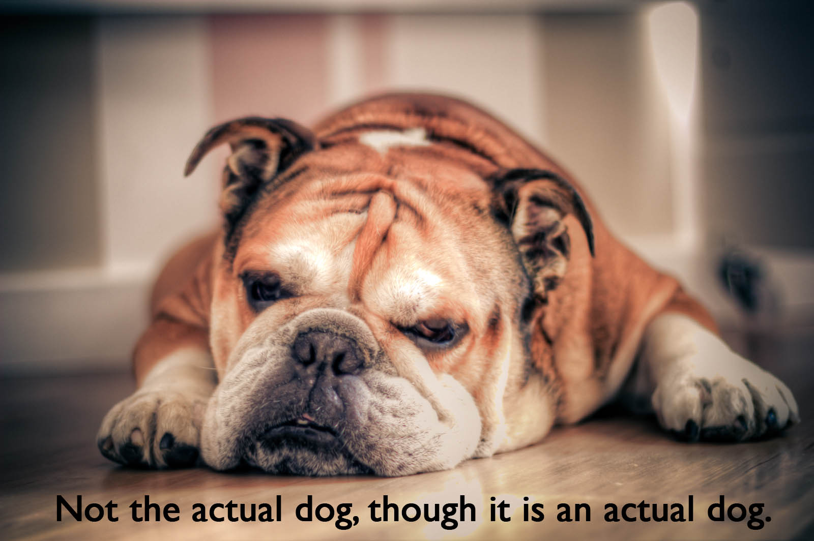 Generic Bulldog