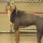 Adoptable Georgia Dogs for February 11, 2015