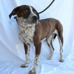 Adoptable Georgia Dogs for February 10, 2015