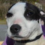 Adoptable Georgia Dogs for February 27, 2015
