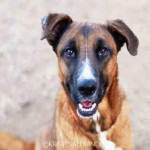 Adoptable Georgia Dogs for February 19, 2015