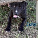 Adoptable Georgia Dogs for February 8, 2015