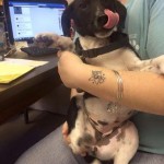 Adoptable Georgia Dogs for February 26, 2015