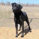 Adoptable Georgia Dogs for February 25, 2015