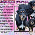Adoptable Georgia Dogs for February 5, 2015