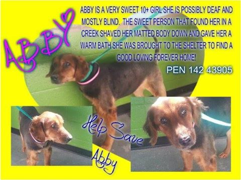 Senior Dolly