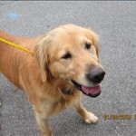 Adoptable Georgia Dogs for February 2, 2015