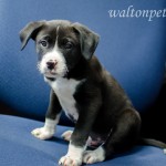 Adoptable Georgia Dogs for February 24, 2015