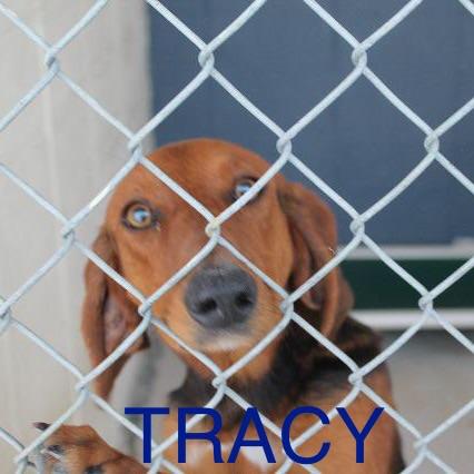 Tracy