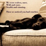 Adoptable Georgia Dogs for February 3, 2015