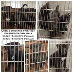 Adoptable Georgia Dogs for March 27, 2015