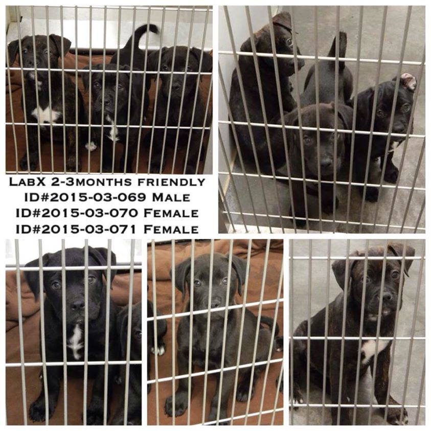 Barrow Lab Pups