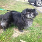 Adoptable Georgia Dogs for March 16, 2015