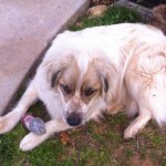 Adoptable Georgia Dogs for March 23, 2015