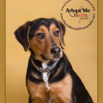 Adoptable Georgia Dogs for March 9, 2015