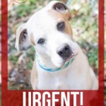 Adoptable Georgia Dogs for March 24, 2015